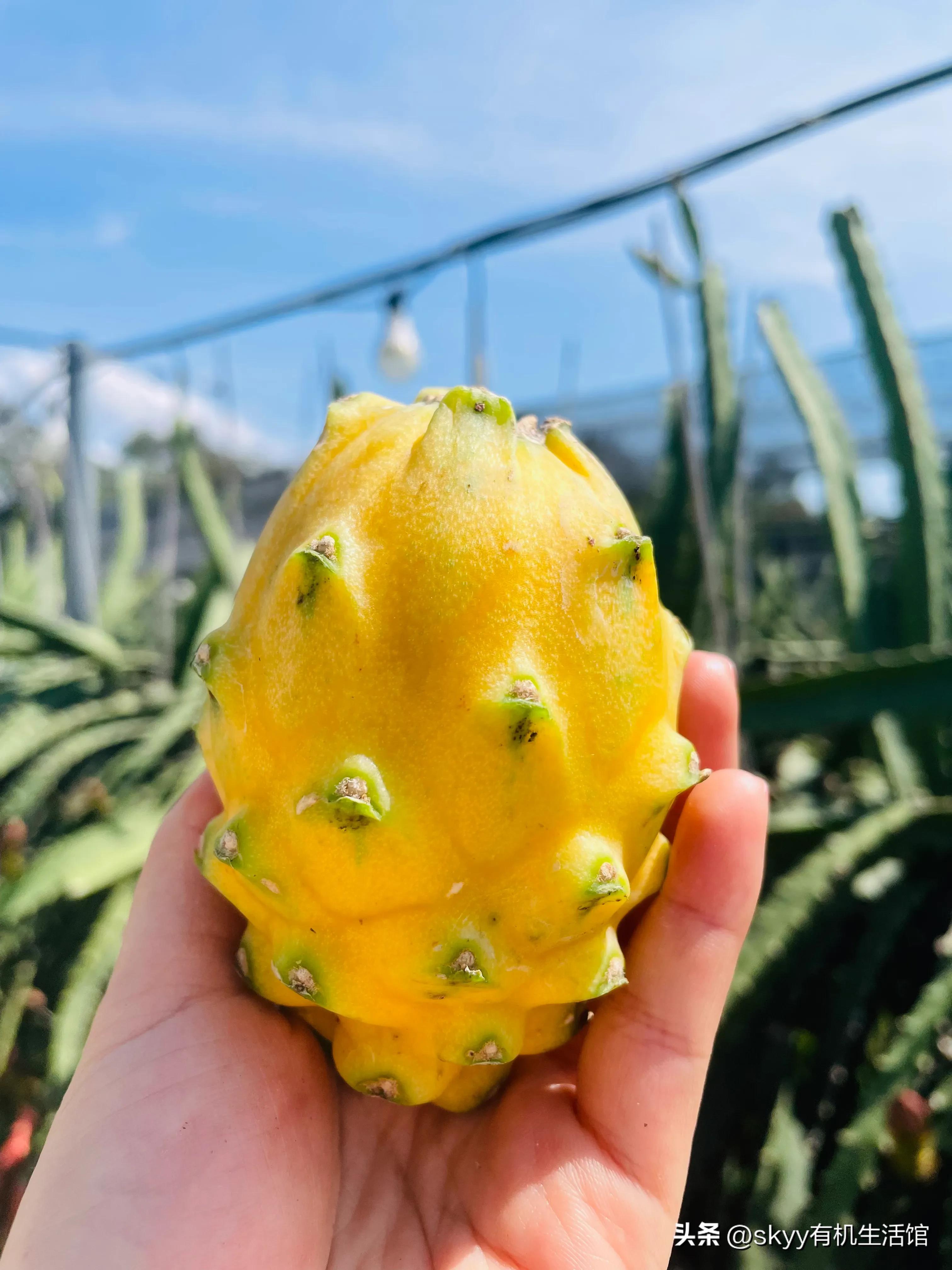 海南燕窝果基地一件代发,海南燕窝果基地批发