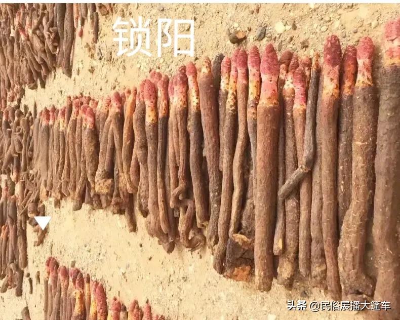 甘肃45怪好厉害，肃女登台万女衰，捡块石头发大财,中集