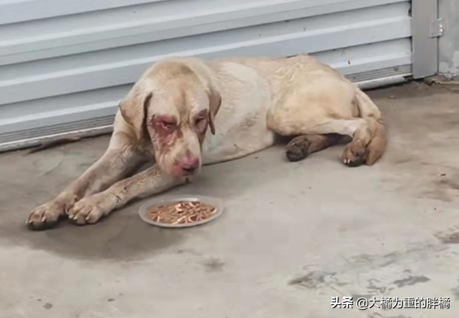 拉布拉多兽医,拉布拉多被揍无辜的眼神