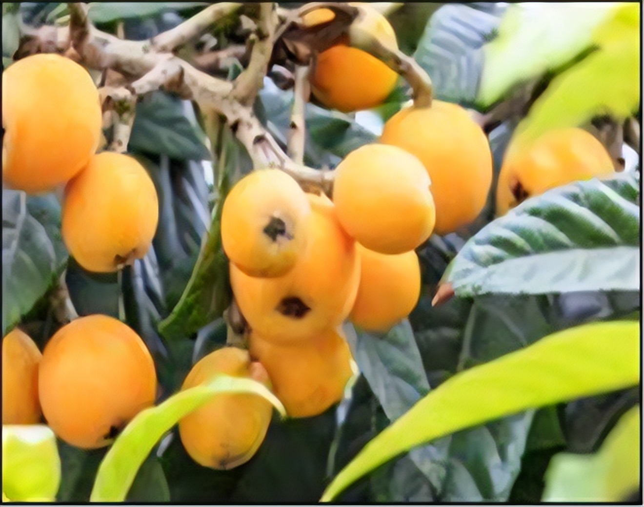 潘高寿是中华老字号吗,中华老字号广州白云山潘高寿