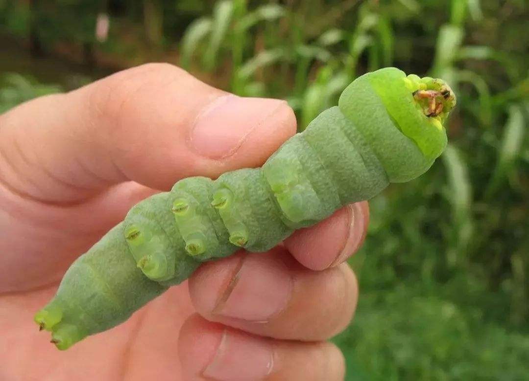 地方奇葩特色美食集锦,这些地方特色美食你吃过哪几样
