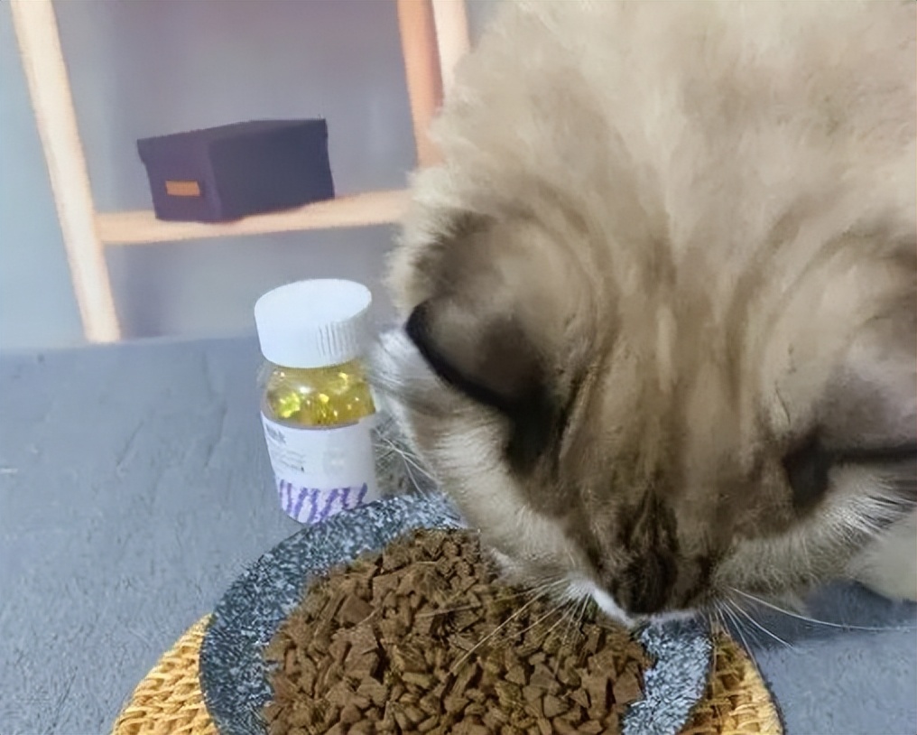 猫咪几个月吃鱼油最好,多大点的猫咪可以开始吃鱼油