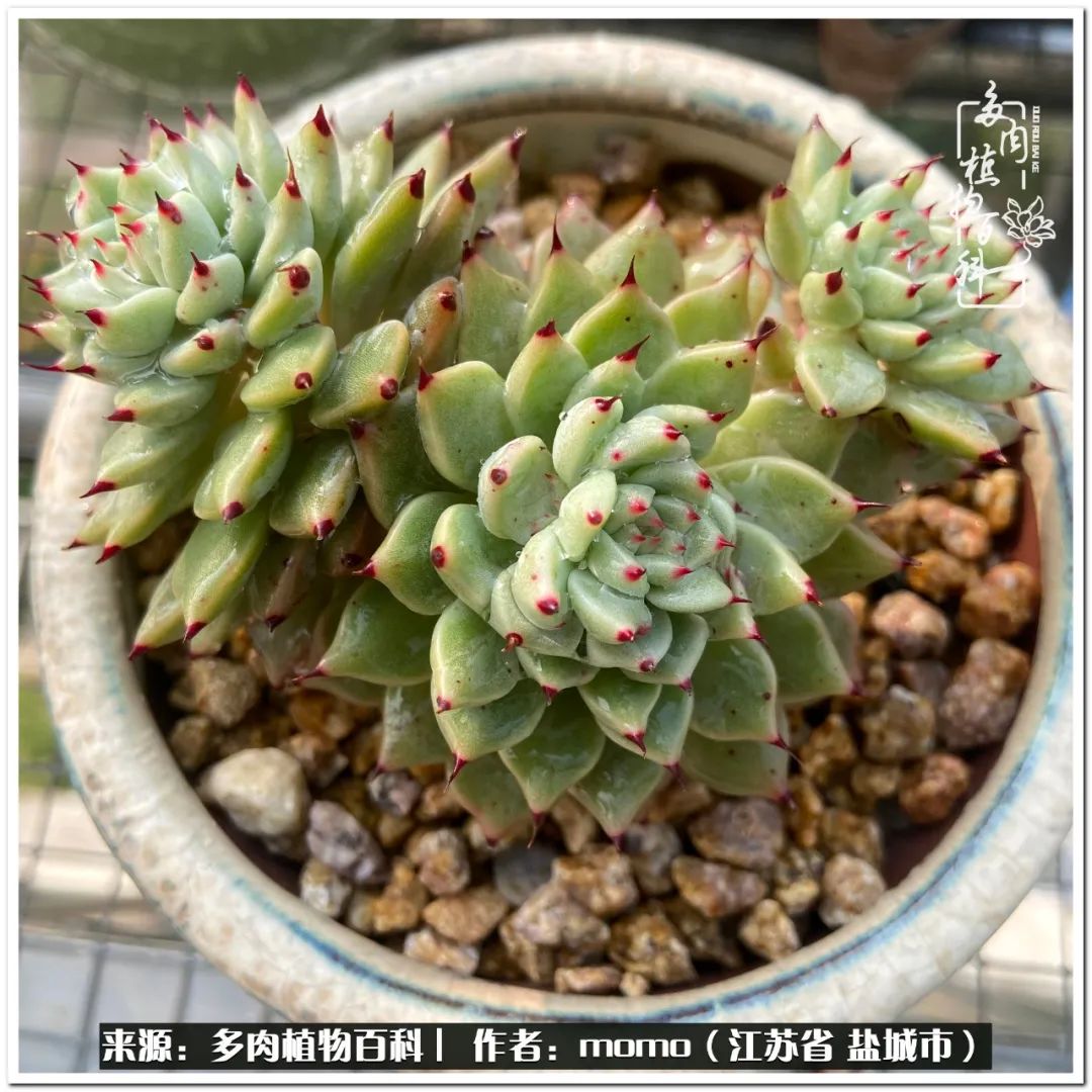 露养一个月的多肉图片,露养多肉春天外面过夜么