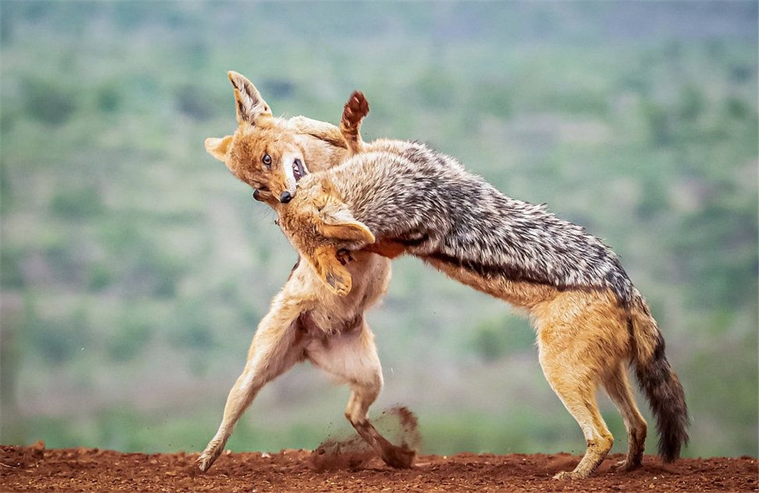 祁连山发现猛兽,祁连山发现300多只野生马鹿