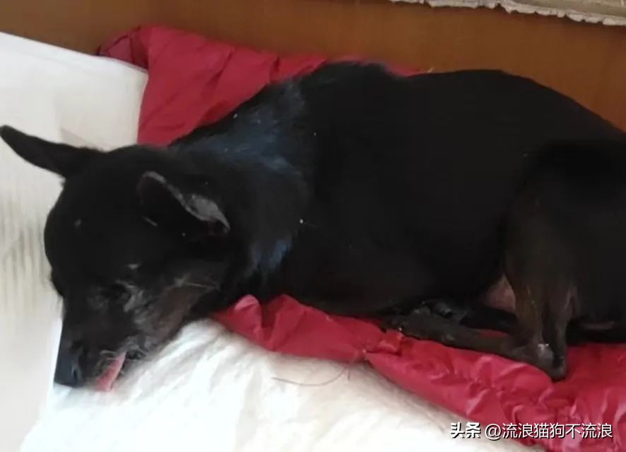 老狗疾病缠身口眼歪斜，最需要陪伴的时候，却遭主人无情抛弃