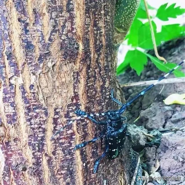 星天牛喜欢苦楝树,星天牛苦楝树