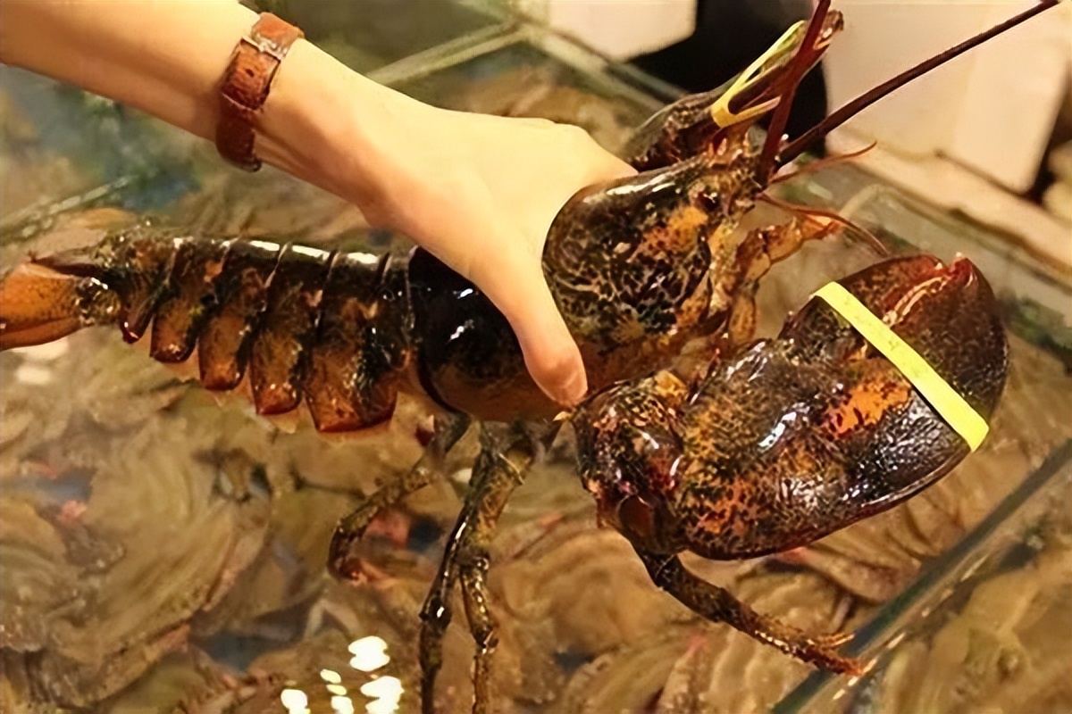 太子园林酒家焕新钜惠|一星价格五星享受