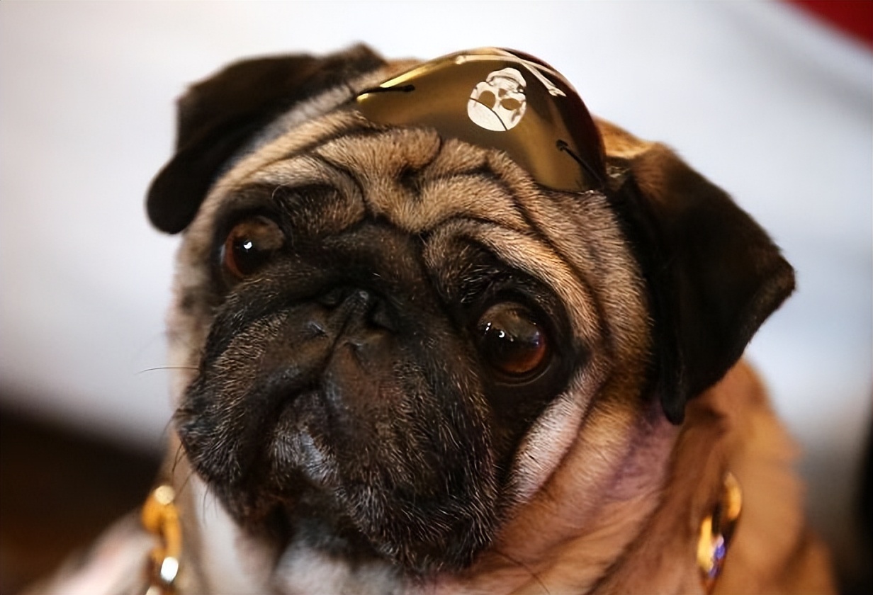 柴犬和巴哥犬的优缺点,鹰版巴哥犬优缺点