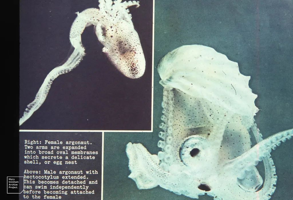 章鱼触手有寄生虫吗,寄生在章鱼上的寄生虫