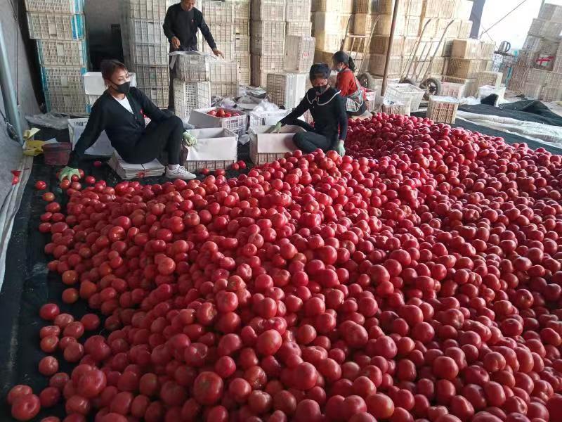 新建育苗工厂助力农业现代化,工厂化育苗基地建设