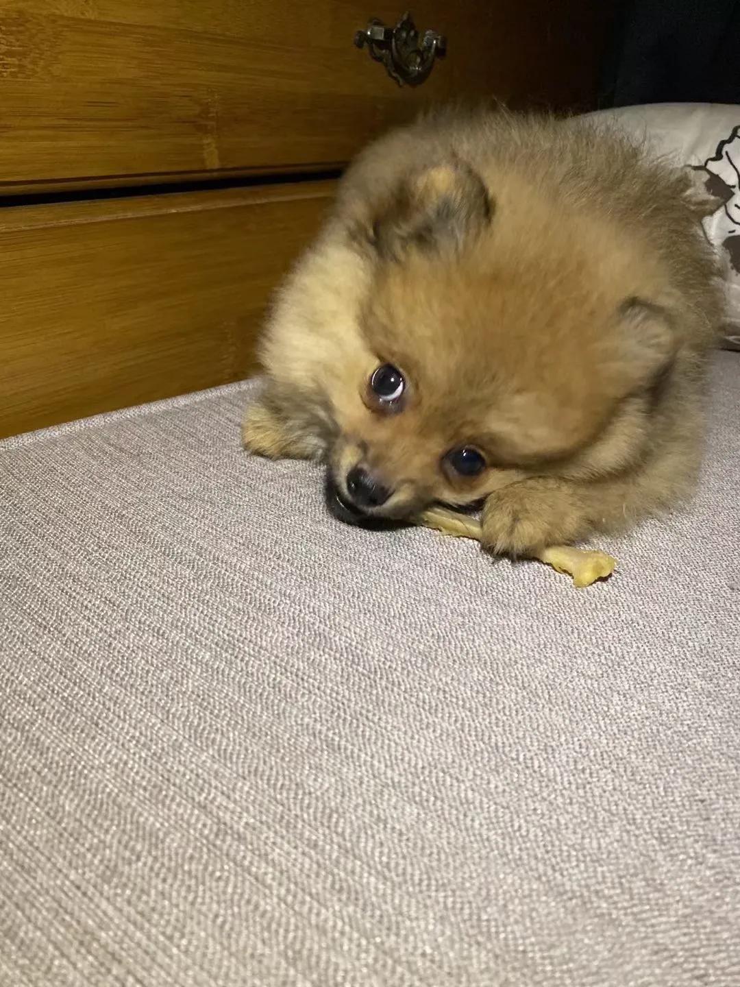 养狗小知识大全金毛,养狗小知识大全泰迪