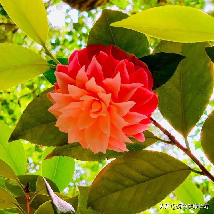 世界花园风景,世界花园