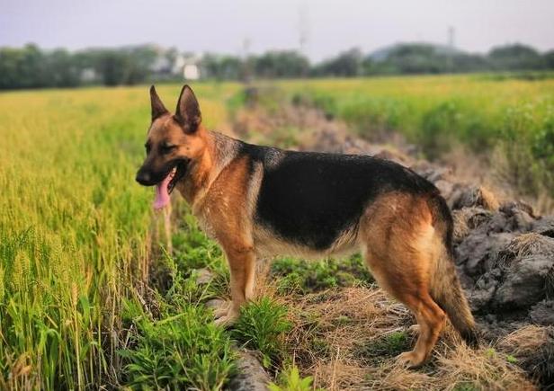 尾巴“下垂”的狗狗，不能养，别问为什么