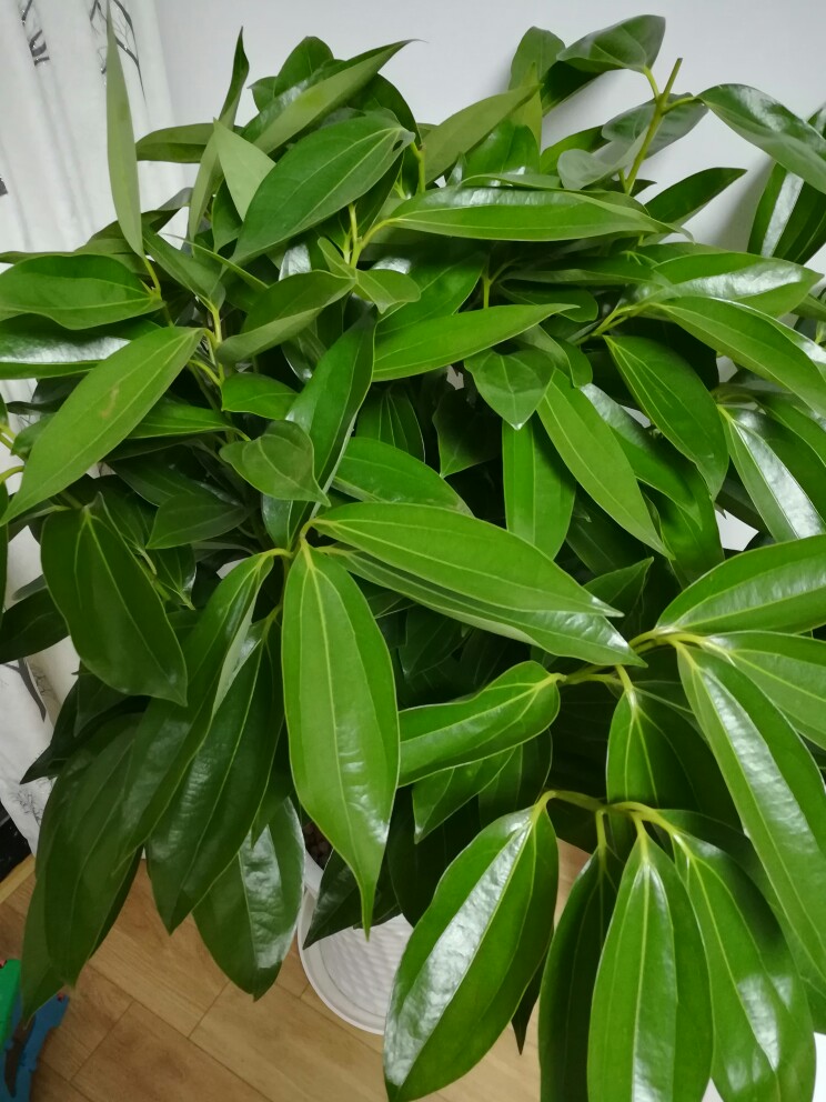 百花齐放春意浓群芳争艳,百花齐放喜迎新春