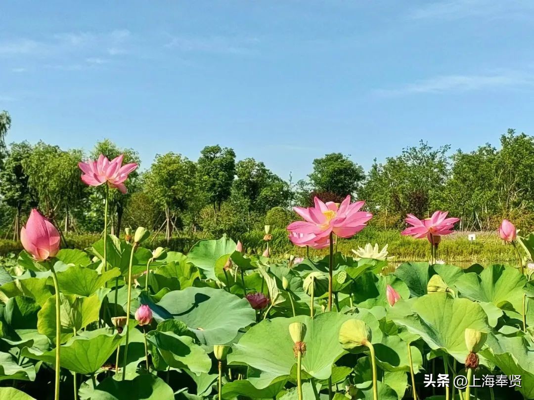 夏日赏荷好去处,奉贤哪里可以赏荷花