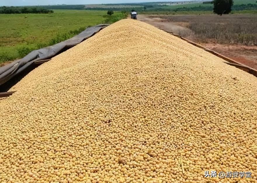 巴西大豆出口贸易现状及对策,巴西大豆对华出口