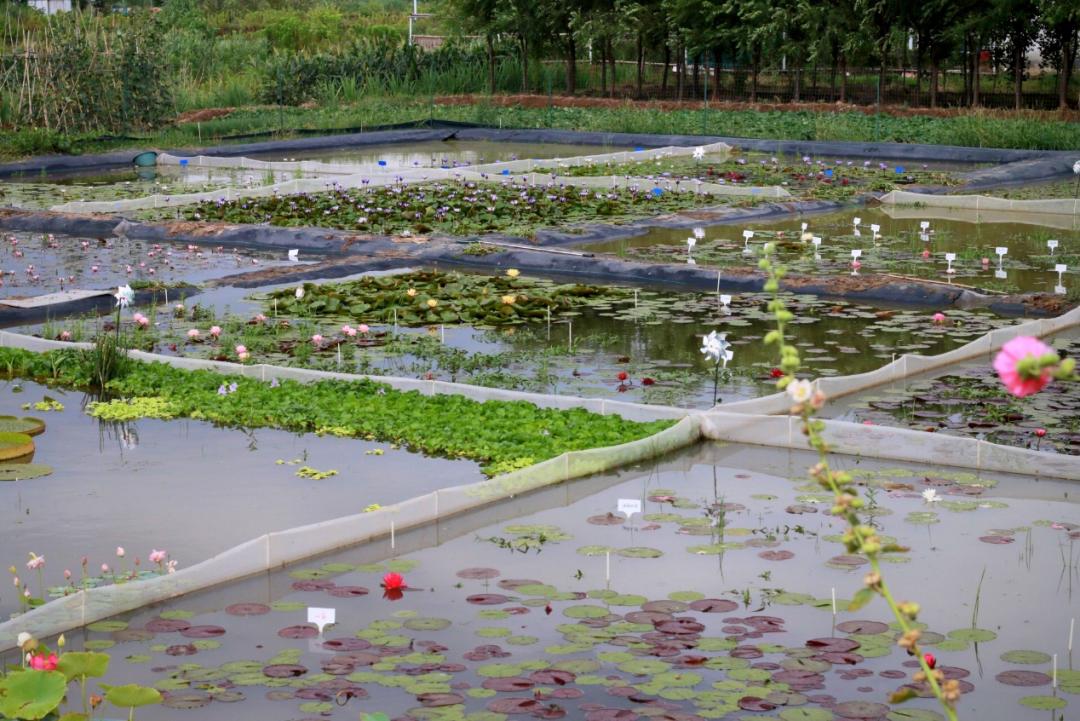 95后广东小伙痴迷睡莲育种,95后小伙痴迷睡莲育种