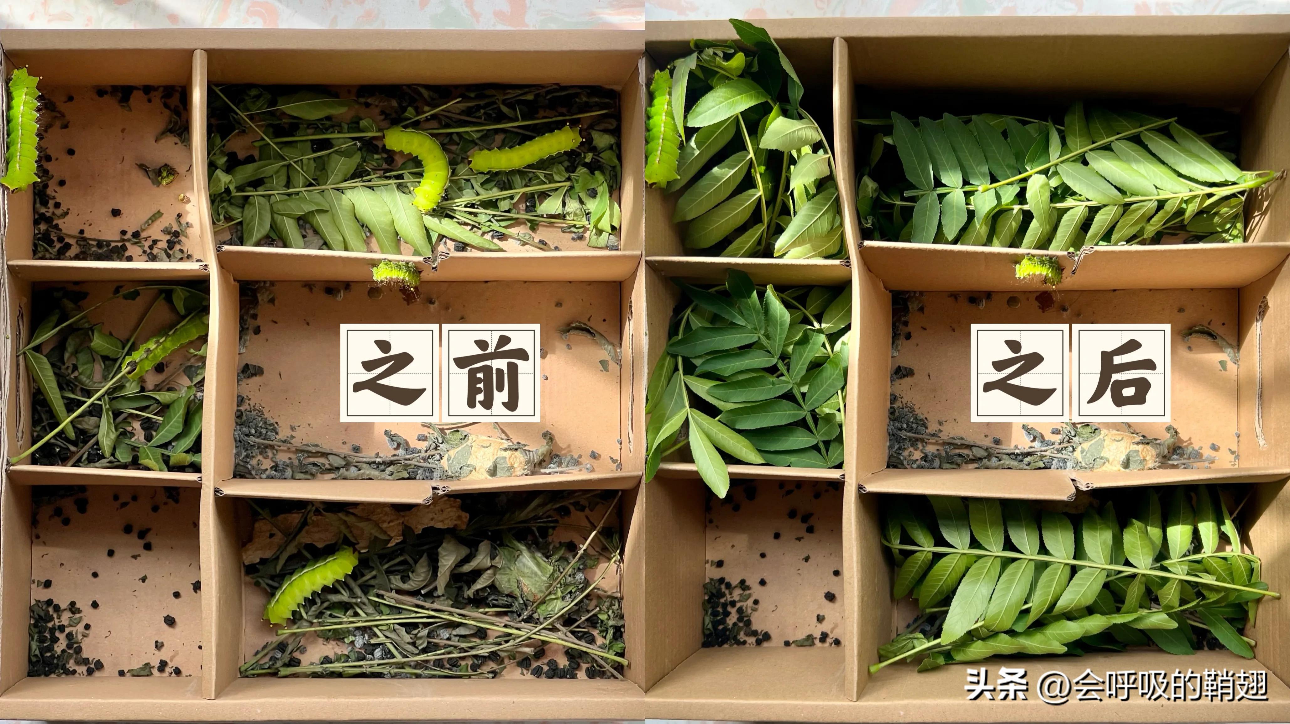 绿尾大蚕蛾吃什么,绿尾大蚕蛾饲养