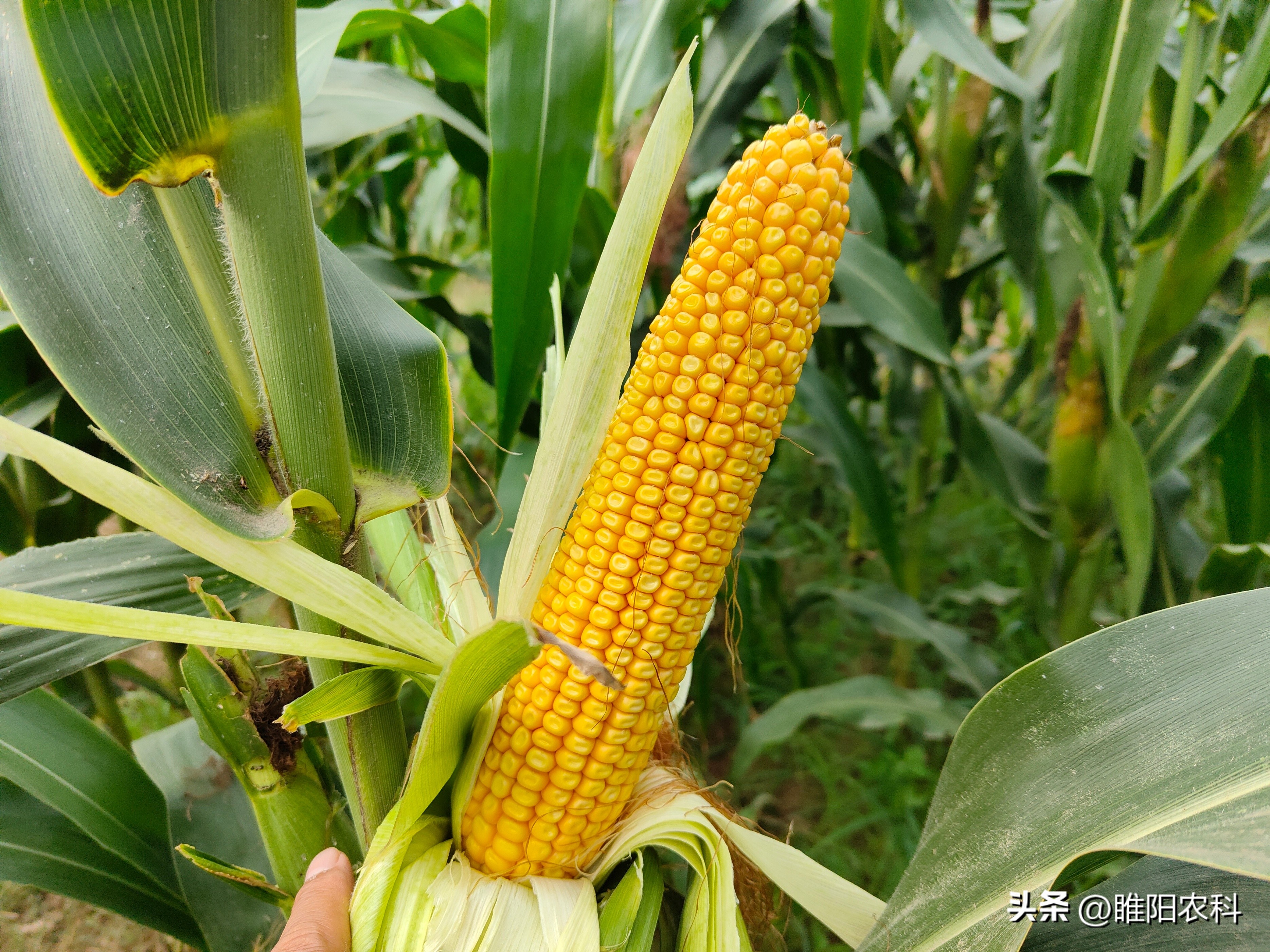 中国哪些地区玉米产量高,我国玉米的主要产区都是哪几个省