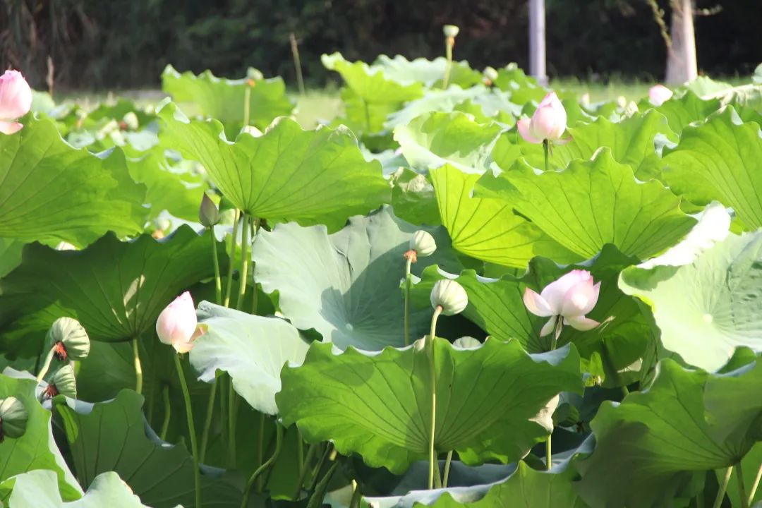 江油哪里看月亮好,江油夜晚风景