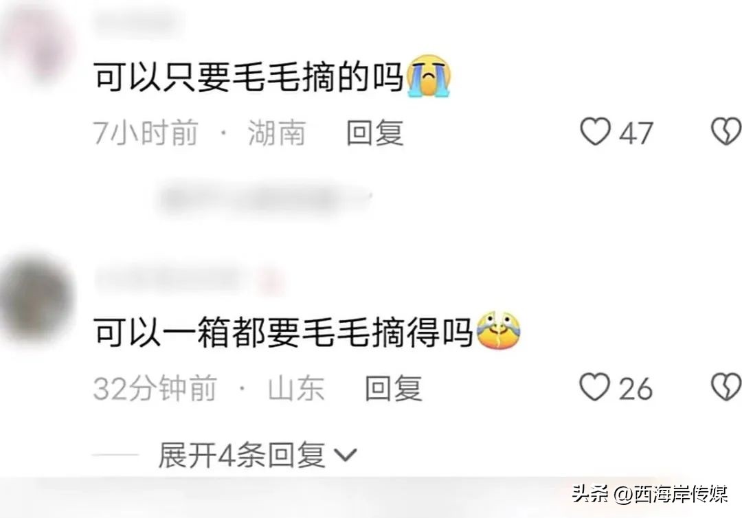 小狗帮主人摘橘子,小狗帮主人摘梨