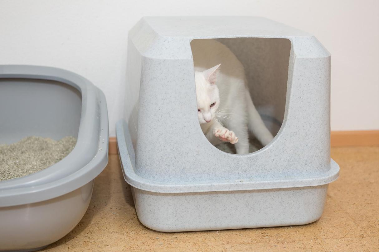 猫咪总是乱拉屎？先别急着骂，试试几招可能就解决啦