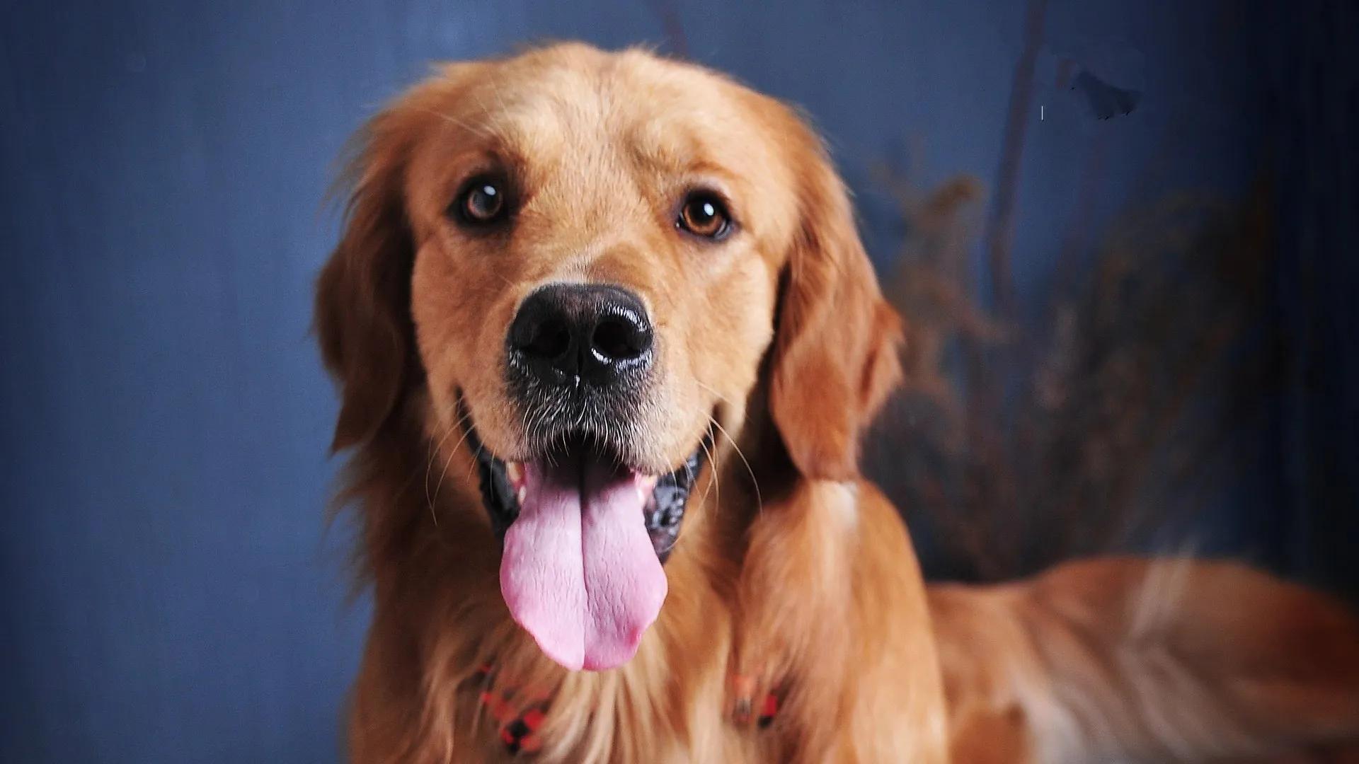 金毛尿液深褐色,母金毛发情一直尿尿有血怎么回事