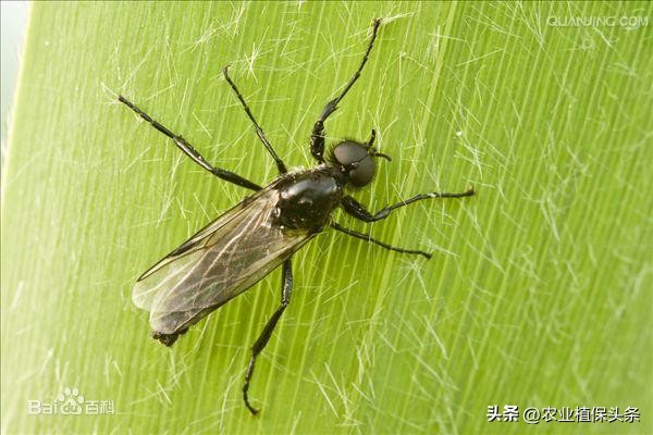 昆虫的习性与行为与害虫防治,害虫防治与昆虫分类