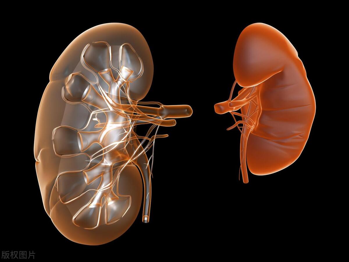 喝完水就想小便是不是肾出了问题,喝完水就想尿是肾好还是不好