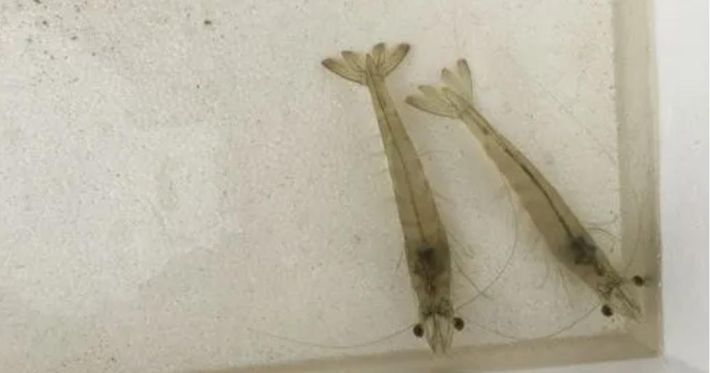 对虾养殖的碳氮磷比,对虾溶氧与产量的关系