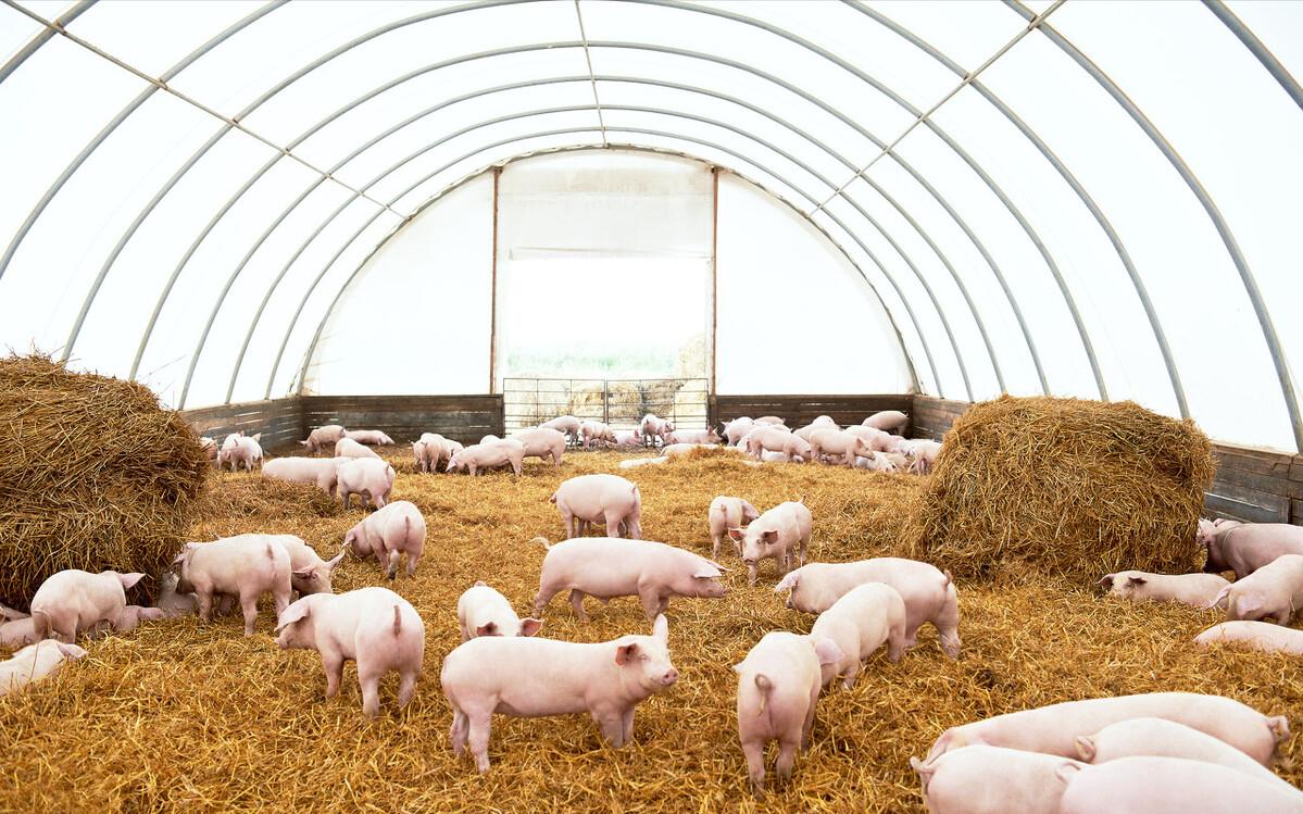 引人不适的蟑螂,让人细思极恐的蟑螂