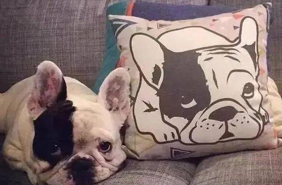 法斗生产过程多长时间算难产,法斗生孩子为什么要剖腹产