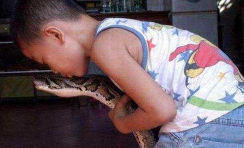 海南报恩巨蟒现况,巨蟒为报恩甘愿当“保姆”