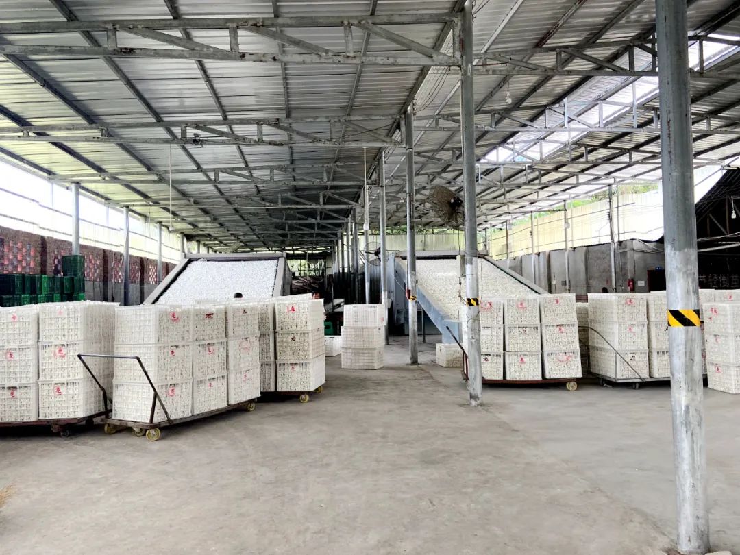 蕉村镇：春蚕结出“致富茧”喜迎“开门红”