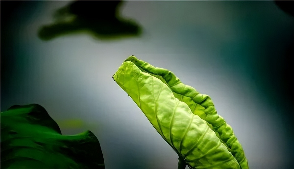 2022怀化可以看荷花的地方,美好怀化