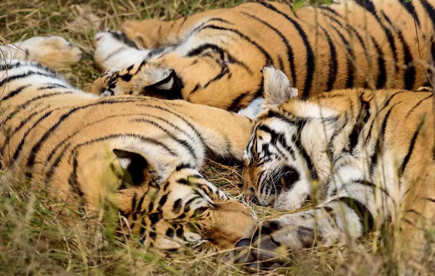 母虎“亲密”时到底有多痛苦?满地打滚、转身攻击公虎