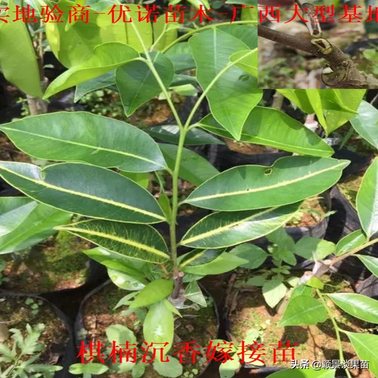 海南合适种什么品种奇楠沉香,山地种植什么奇楠沉香品种好