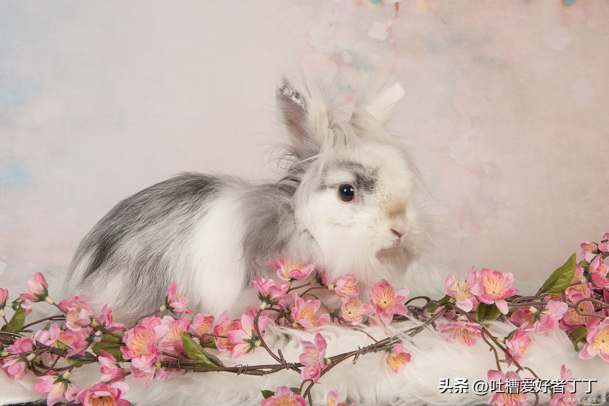 兔子有点拉稀是黄色的怎么办,兔子拉肚子喂什么药