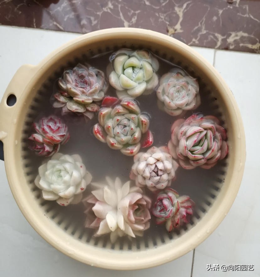 多肉害虫蚧壳虫用什么药,夏天多肉虫害