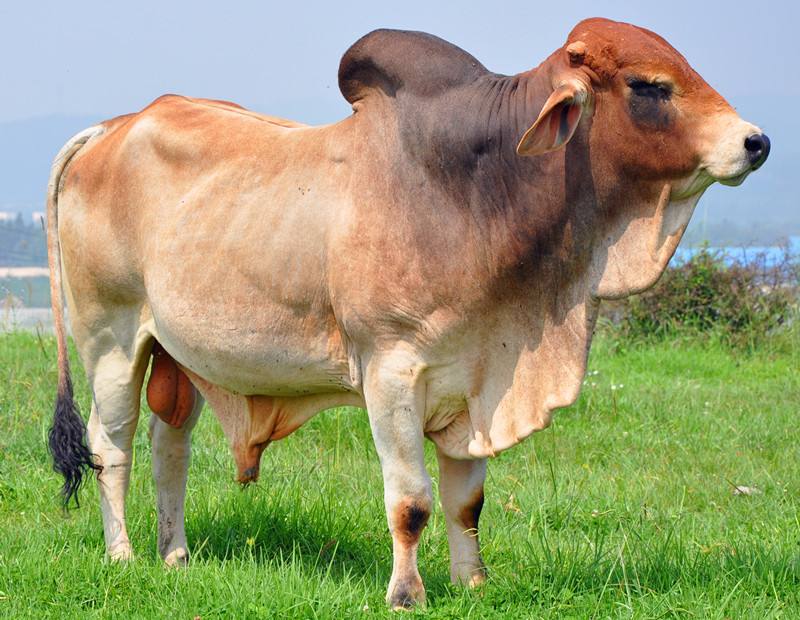 长得像羊有卷毛瘦长的狗,长得像羊又像狗的是什么动物