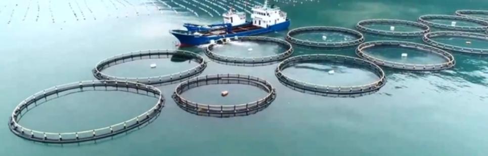 电子老板转行养鱼，建造防弹深海网箱，年销售额超5000万元