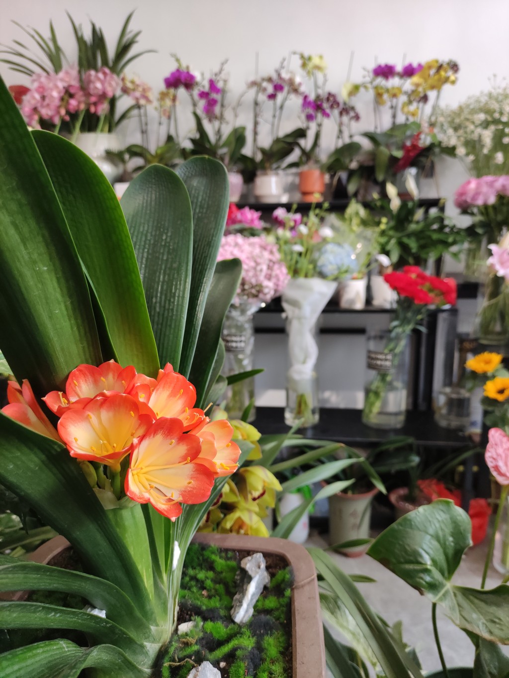 “金陵兰汇”兰花馆于江宁湖东29盛大开业,香飘四溢