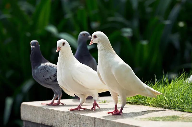 什么宠物对纯素食者最好,好养且可以食用的宠物有哪些