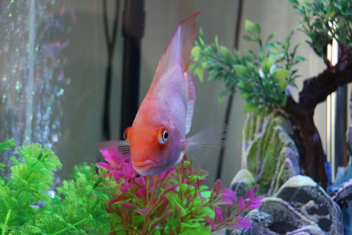 祝福朋友们虎年大吉年年发大财,祝福大家虎年大吉年年发大财