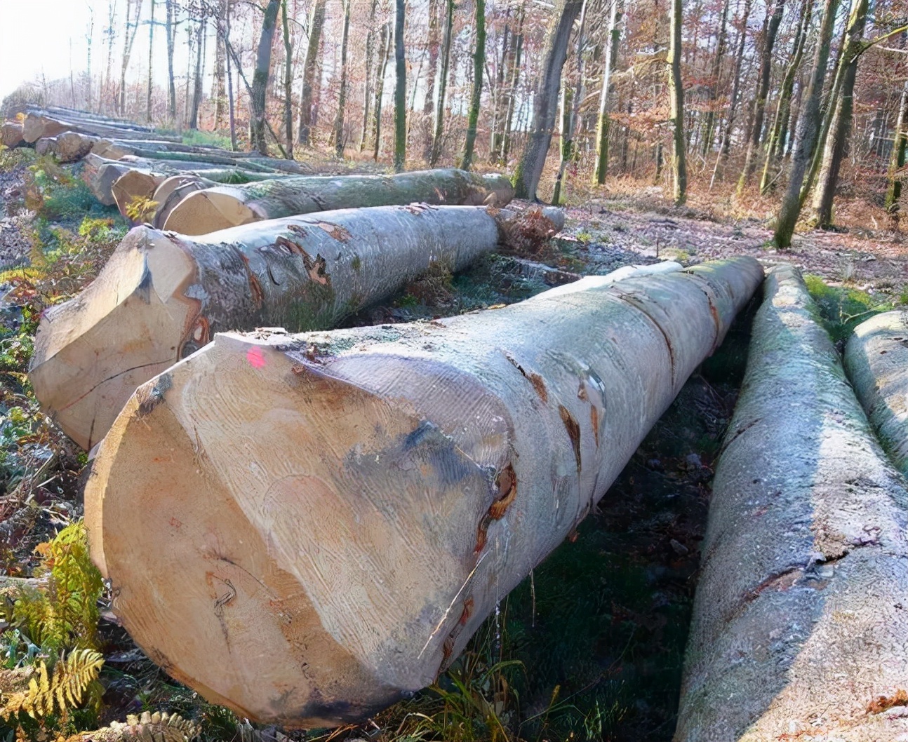 2022年木材市场行情,2023年国内木材行业预测