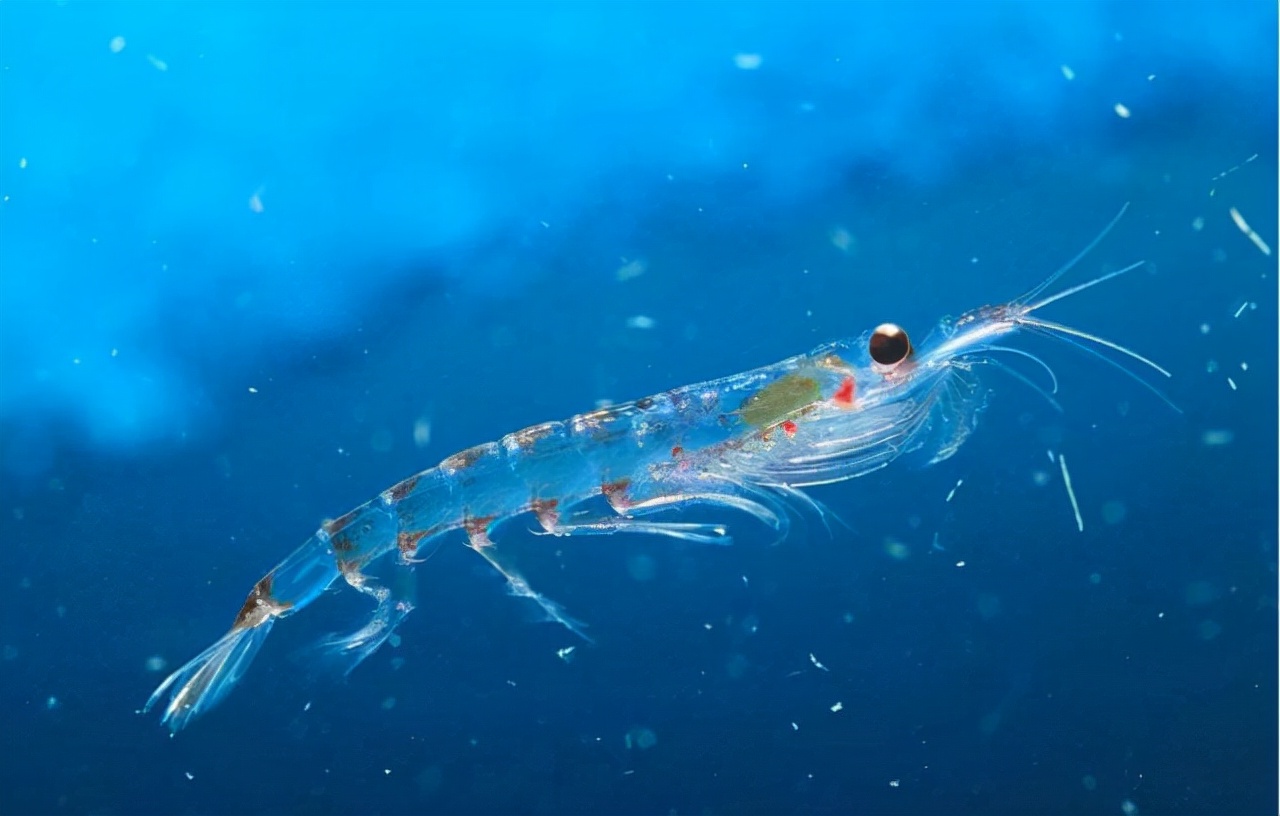 北极南极没有冰川地球会怎样,北极南极有没有陆地