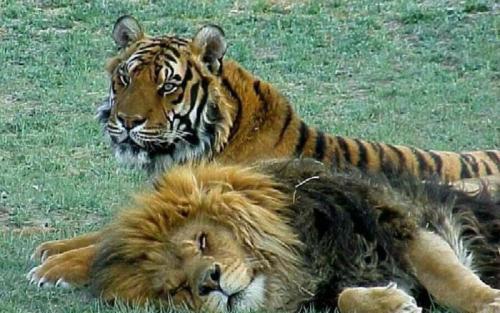 狮子和老虎有生殖隔离，为什么狮虎兽还能交配生下后代？