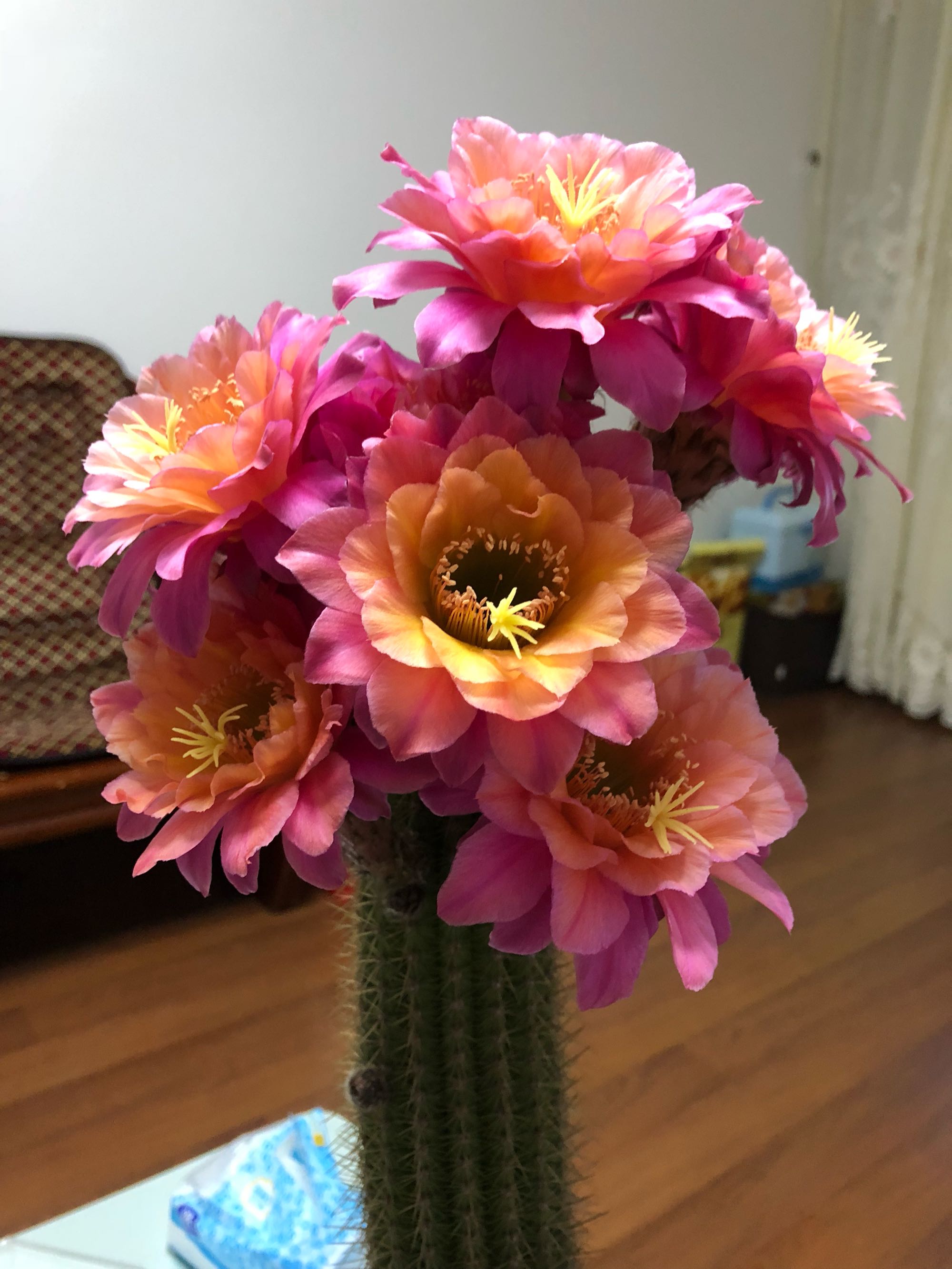 毛花柱仙人球品种大全,顶级精品仙人球花