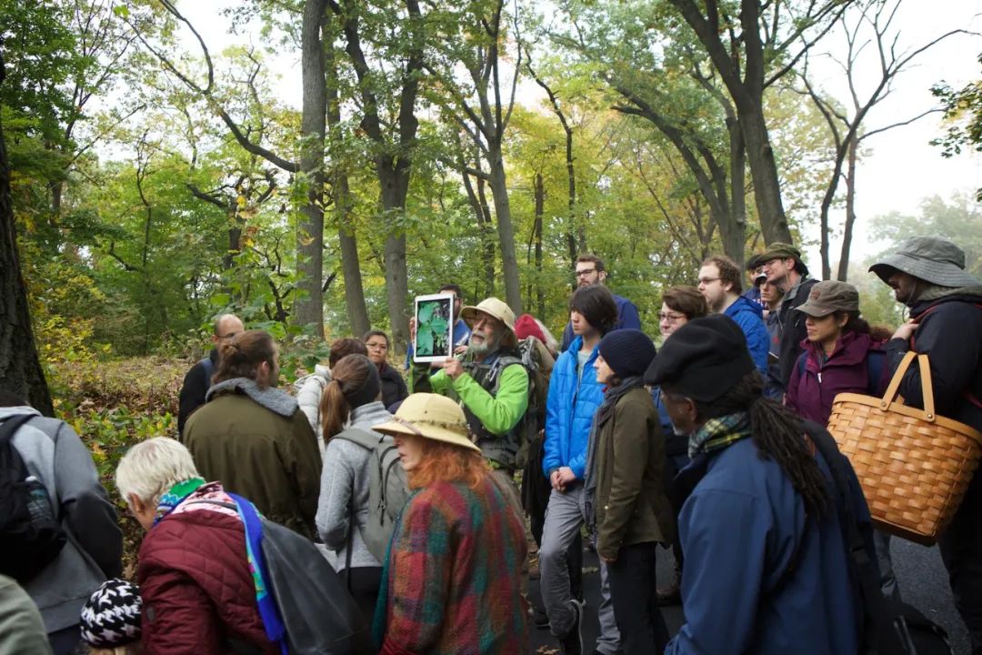 华人美国挖野菜，吃罚单？在纽约是这样挖蕨菜、韭菜、荠菜的