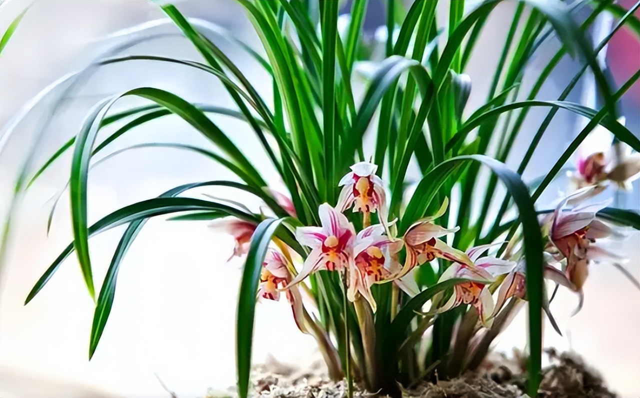 5种花浇不死浇水越多长得越旺,十种不能乱浇水的花